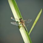 Libelle am Teich