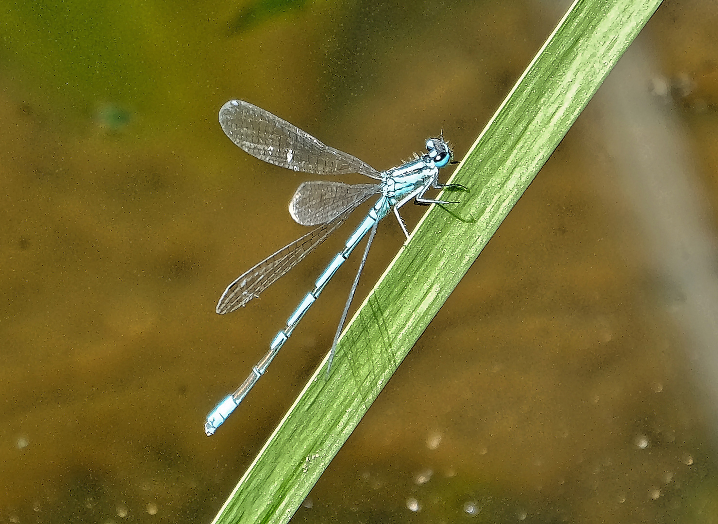 Libelle am Teich 