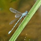 Libelle am Teich 