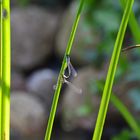 Libelle am Teich