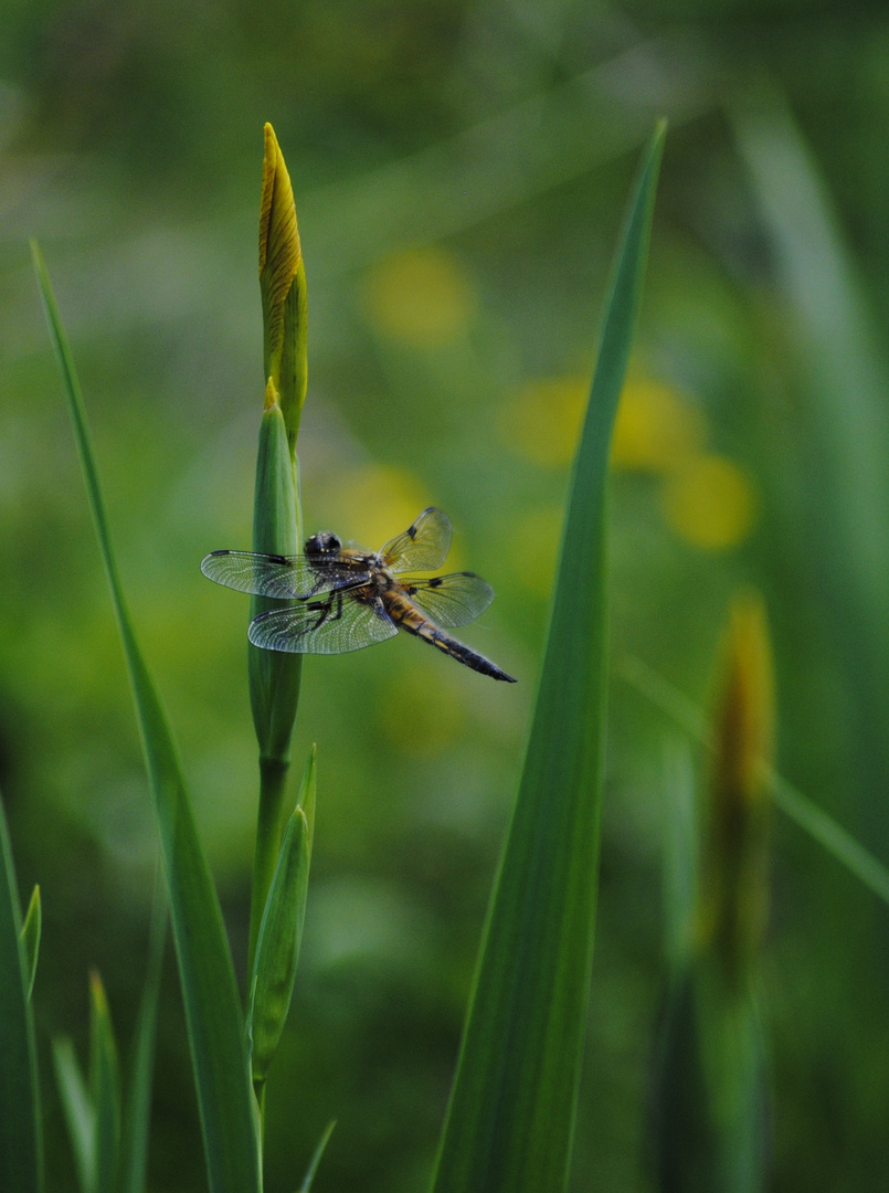 Libelle am Teich