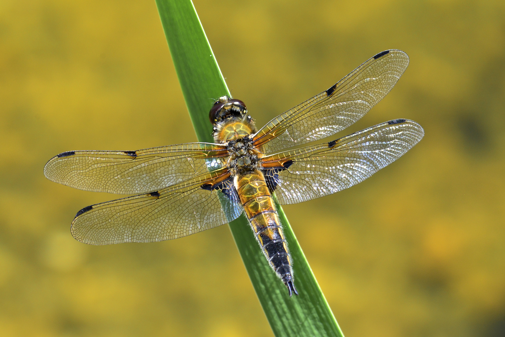 Libelle am Teich