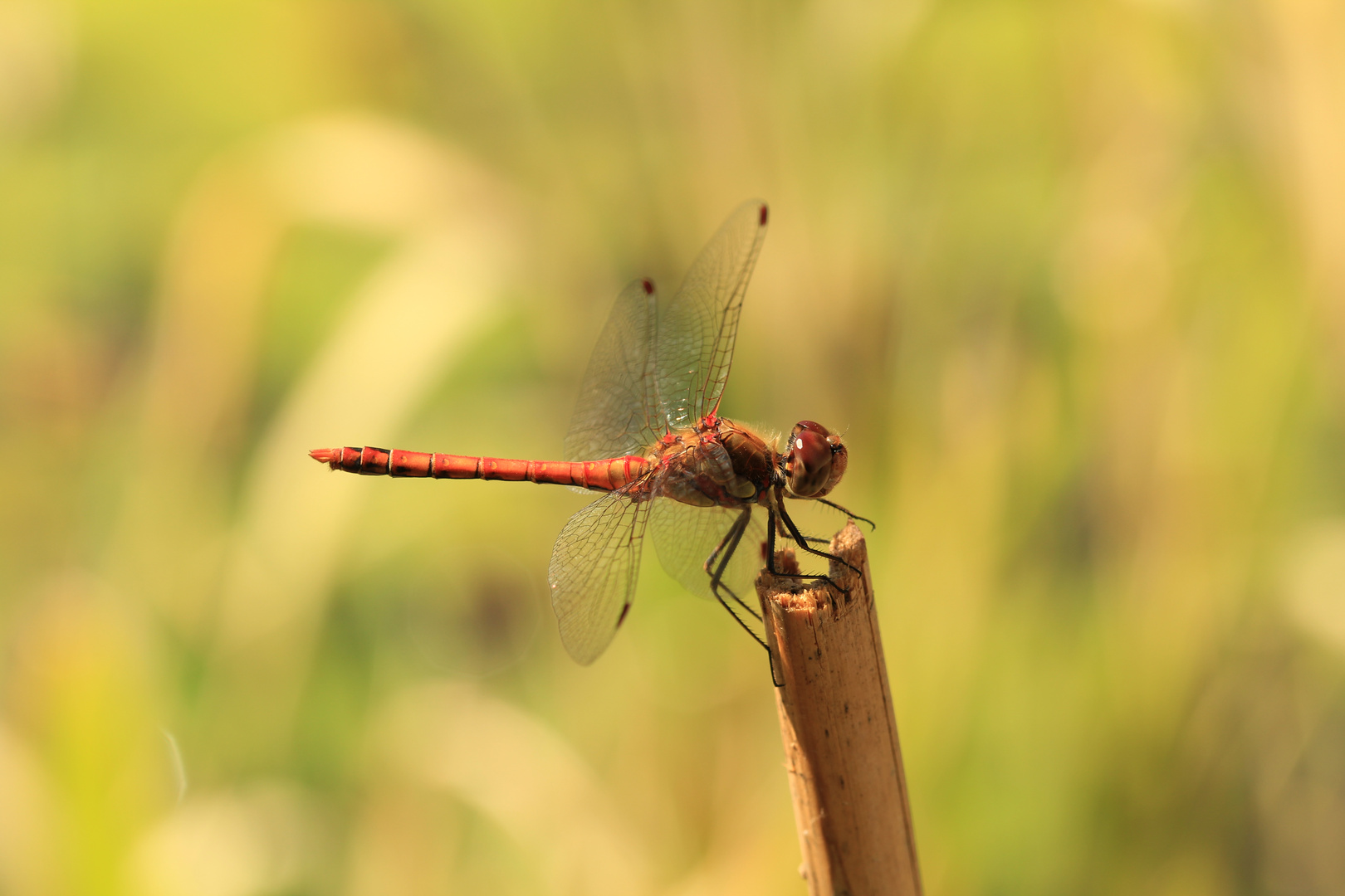 Libelle am Teich