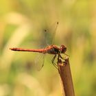 Libelle am Teich