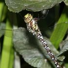 Libelle am Teich