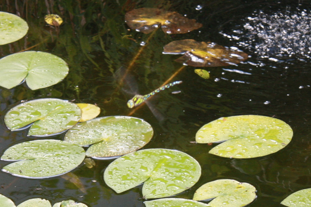 Libelle am Teich