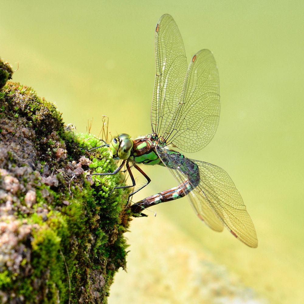 Libelle am Teich. Foto & Bild natur, tiere Bilder auf