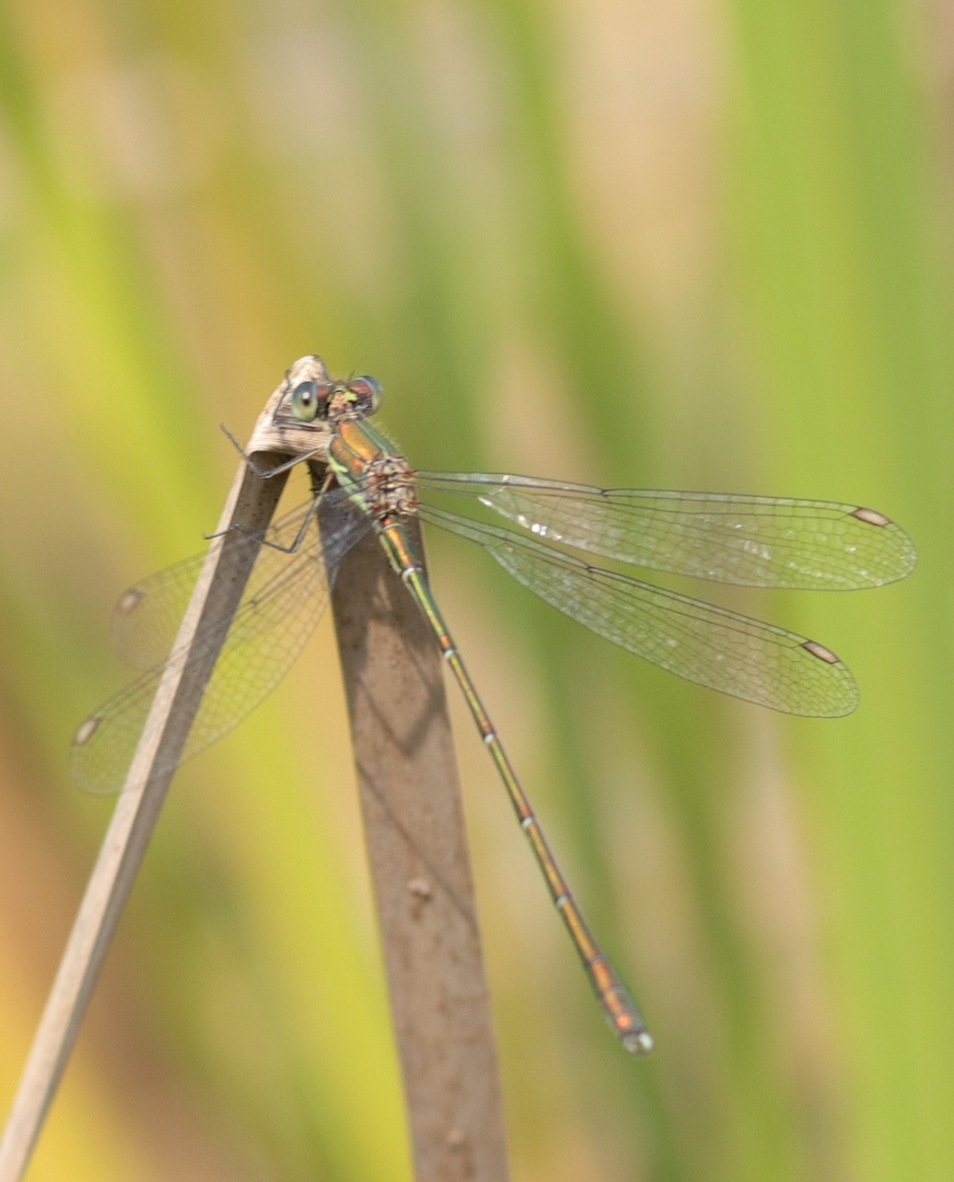 Libelle am Teich