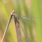 Libelle am Teich