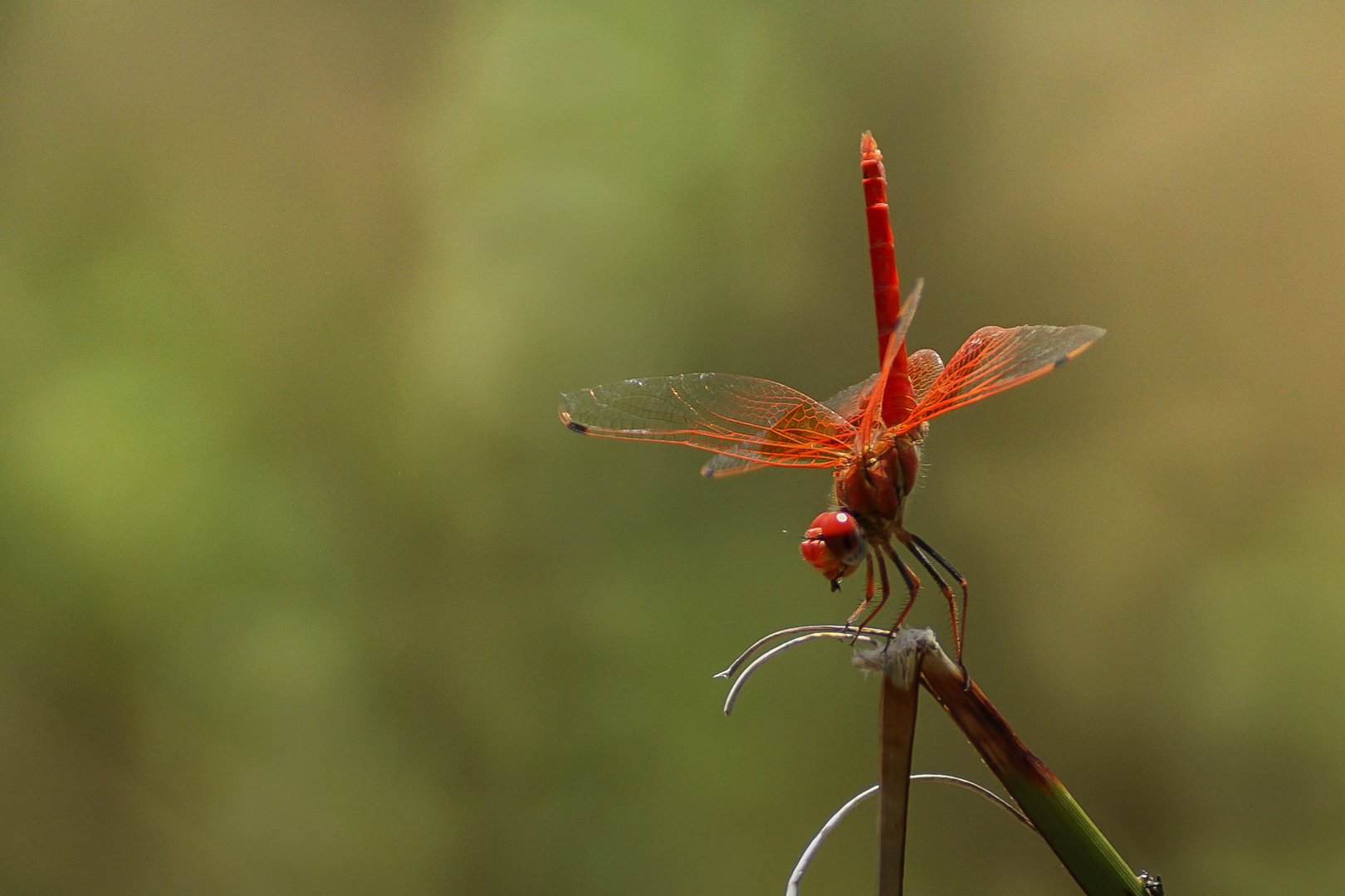 Libelle am Teich 