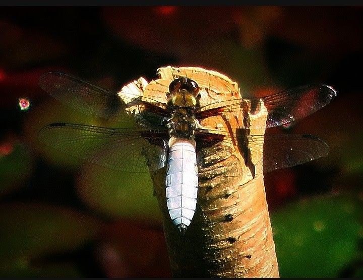 Libelle am Teich 