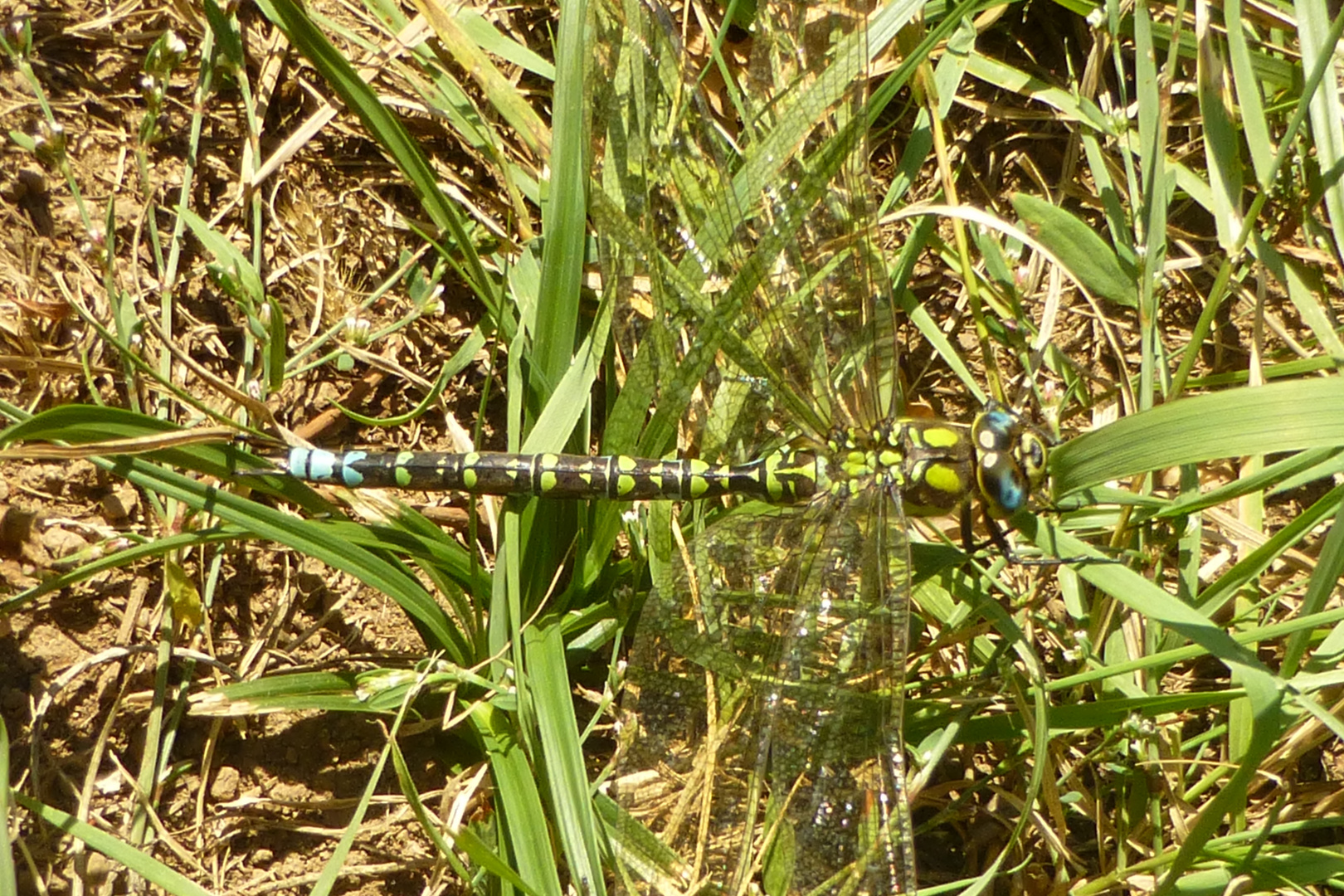 Libelle am Teich II