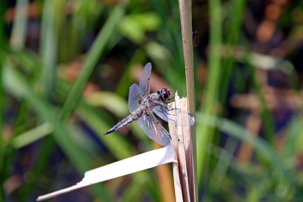 Libelle am Teich im Botanischen Garten in Ulm Foto & Bild tiere