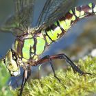 Libelle am Teichrand.