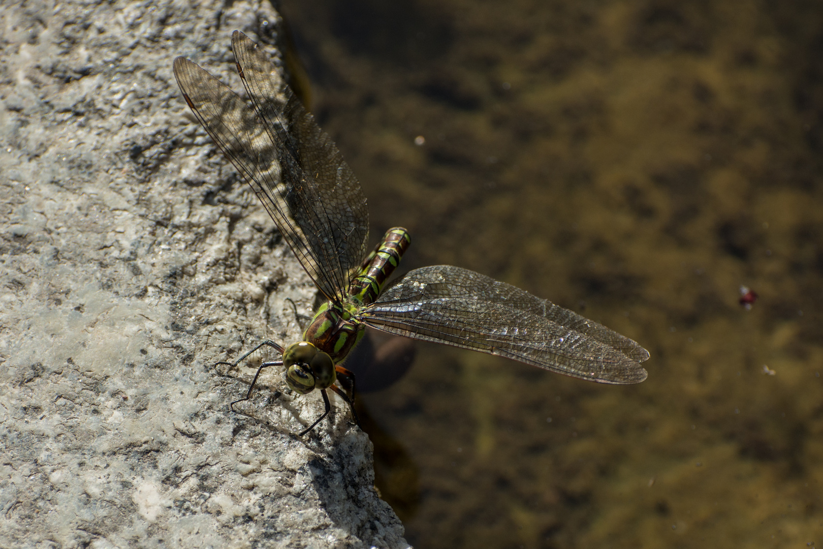 Libelle am Teichrand