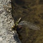 Libelle am Teichrand