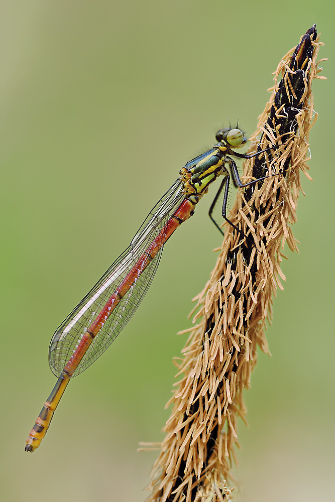 Libelle am Teichrand