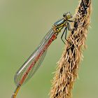 Libelle am Teichrand