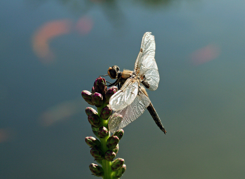 Libelle am Teichrand