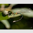 Libelle am Theikenmeer