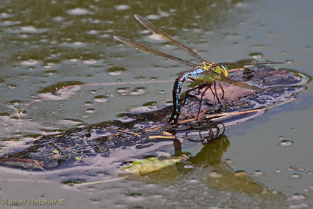 Libelle "am Tigergraben (2/2)"