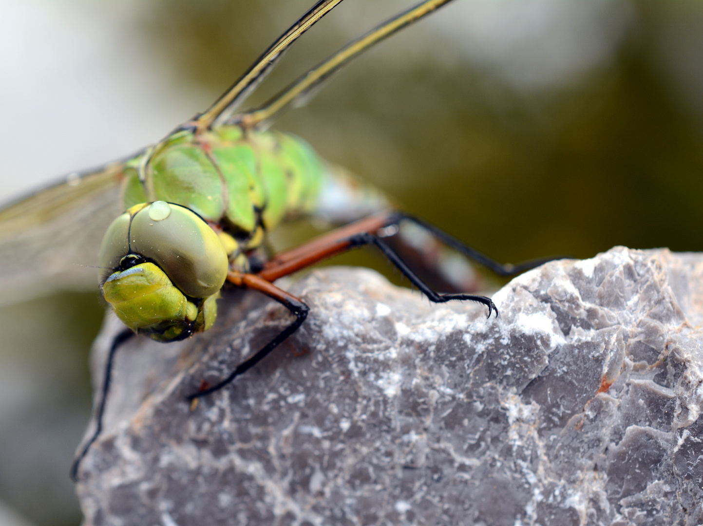 Libelle am trocknen