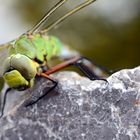 Libelle am trocknen