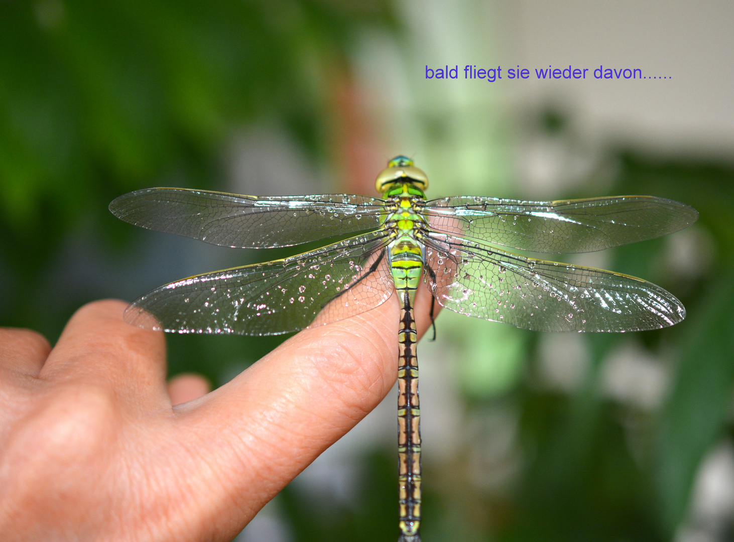 Libelle am trocknen