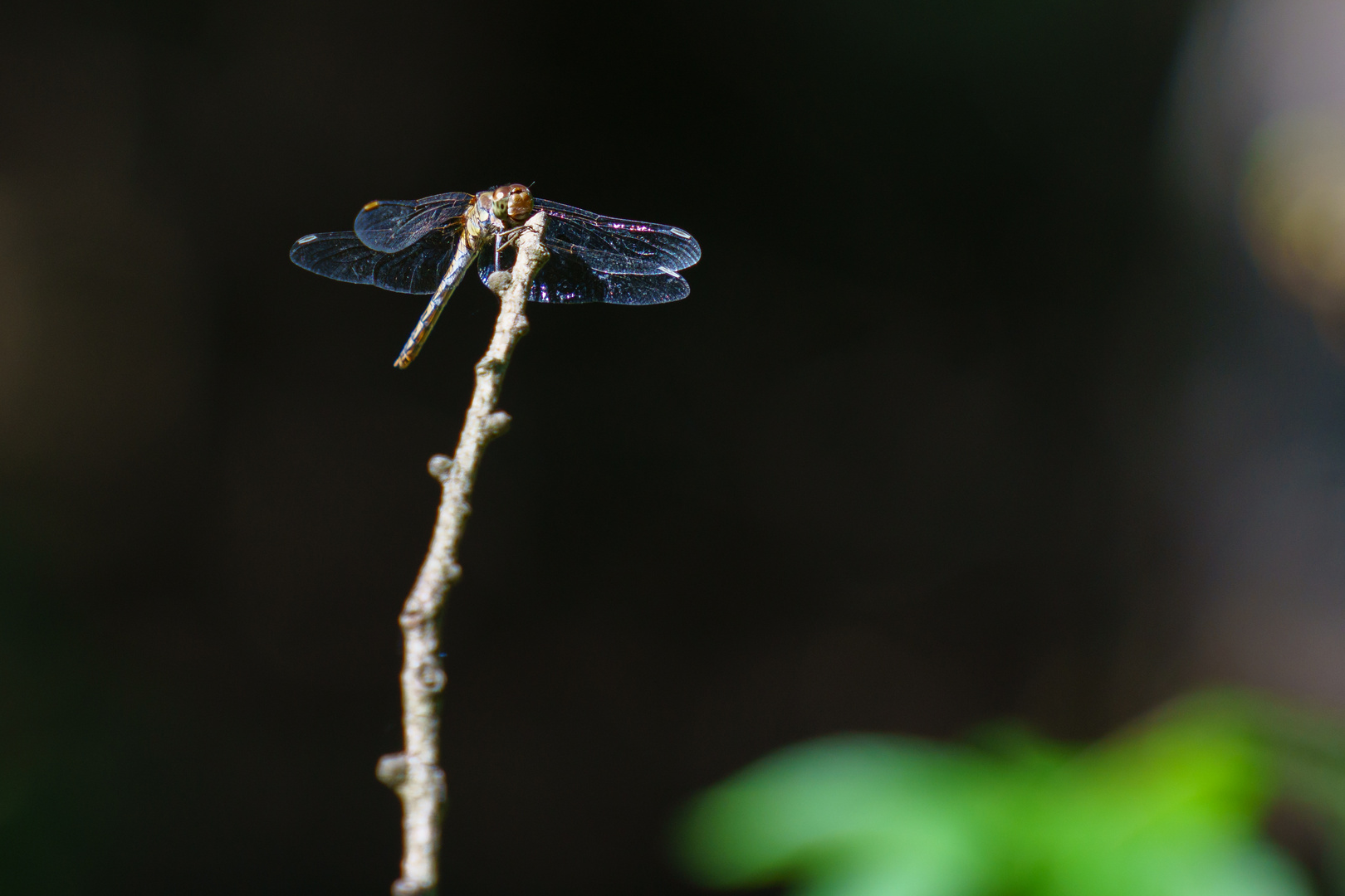 Libelle am Tümpel