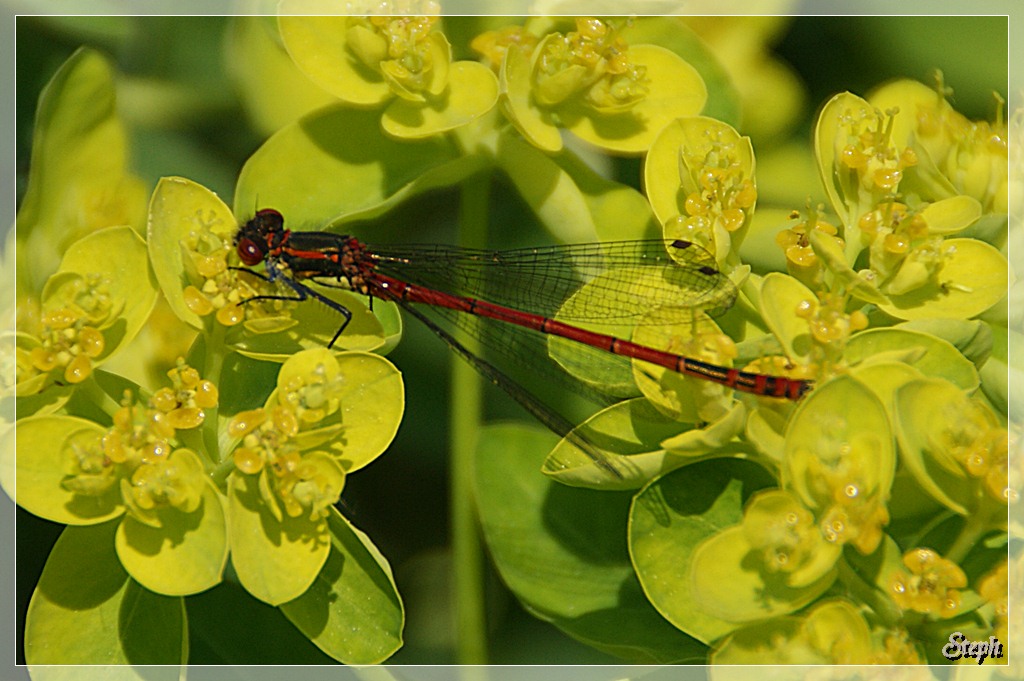 Libelle am Tümpel