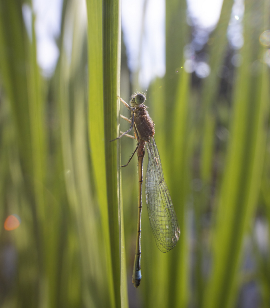 Libelle am Ufer