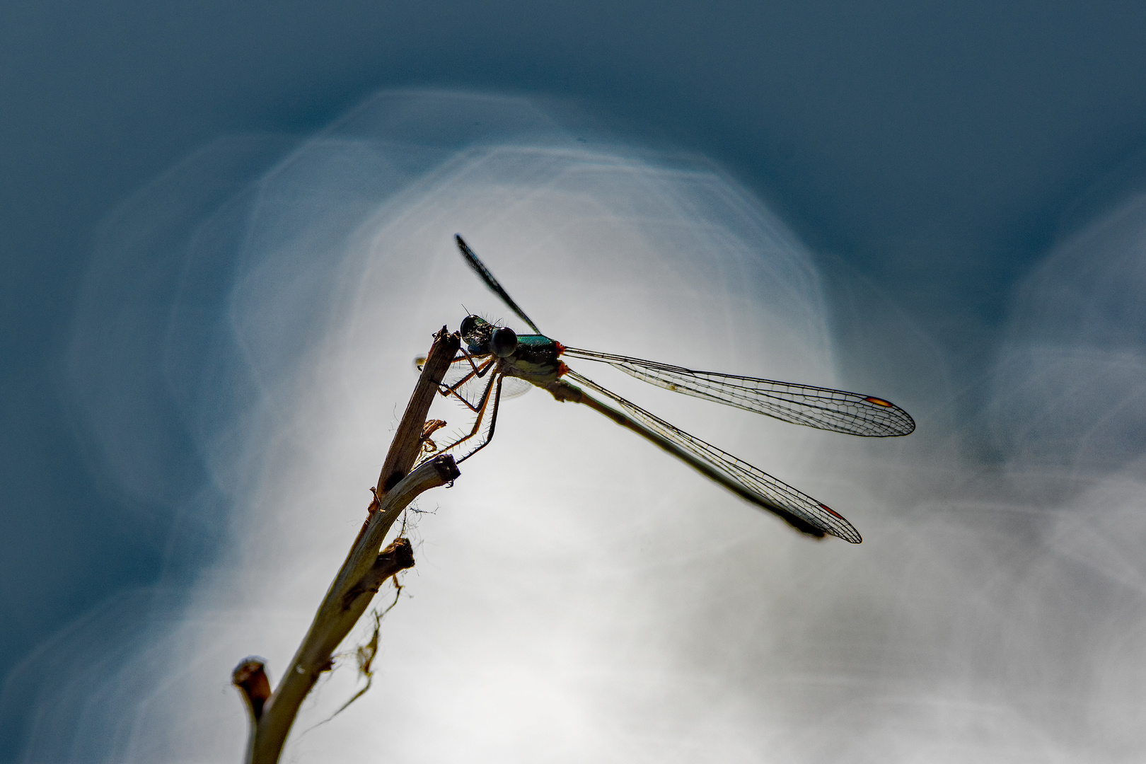 Libelle am Ufer