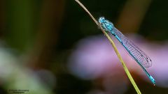 *** Libelle am Waldsee ***