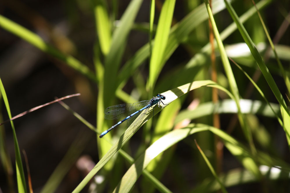 Libelle am Waldsee