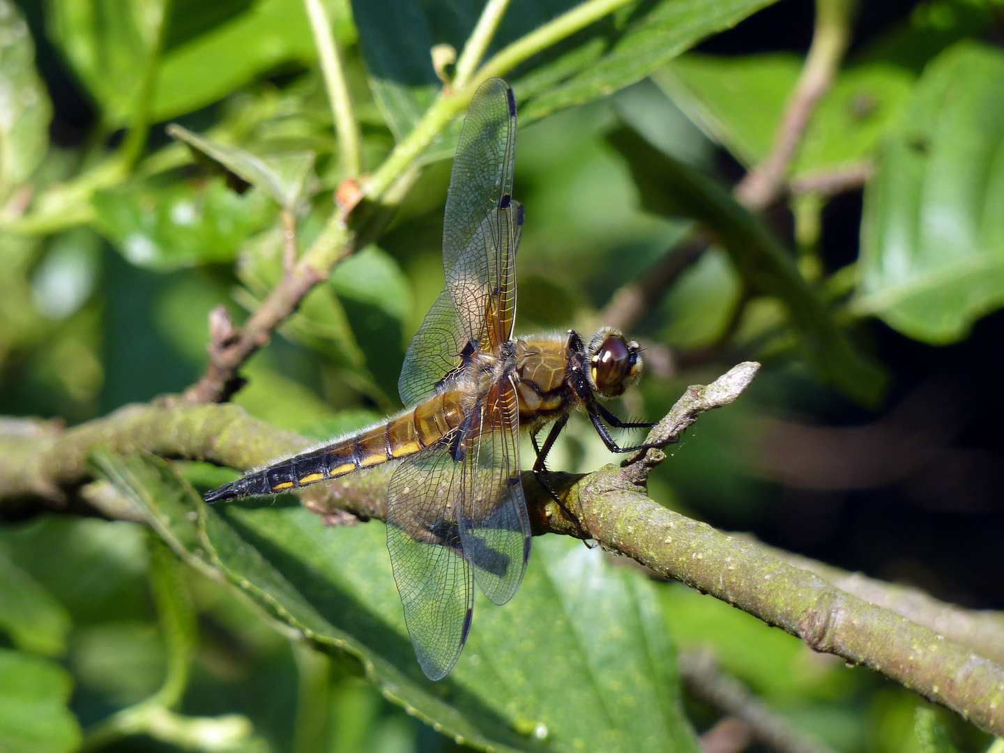 Libelle am Waldteich