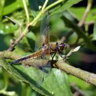 Libelle am Waldteich