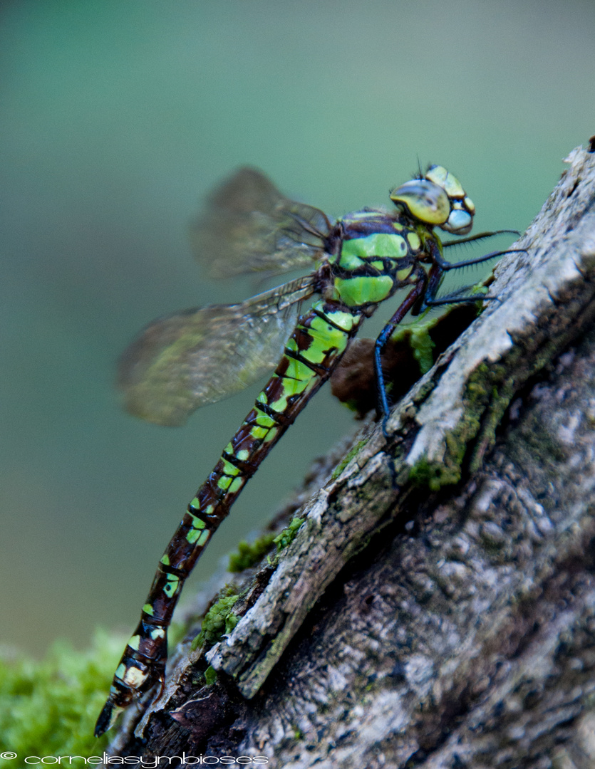 Libelle am Waldteich