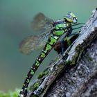 Libelle am Waldteich