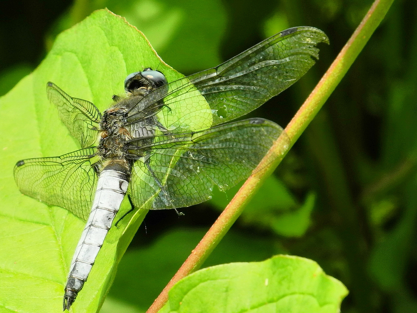 Libelle am Wasser