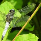 Libelle am Wasser