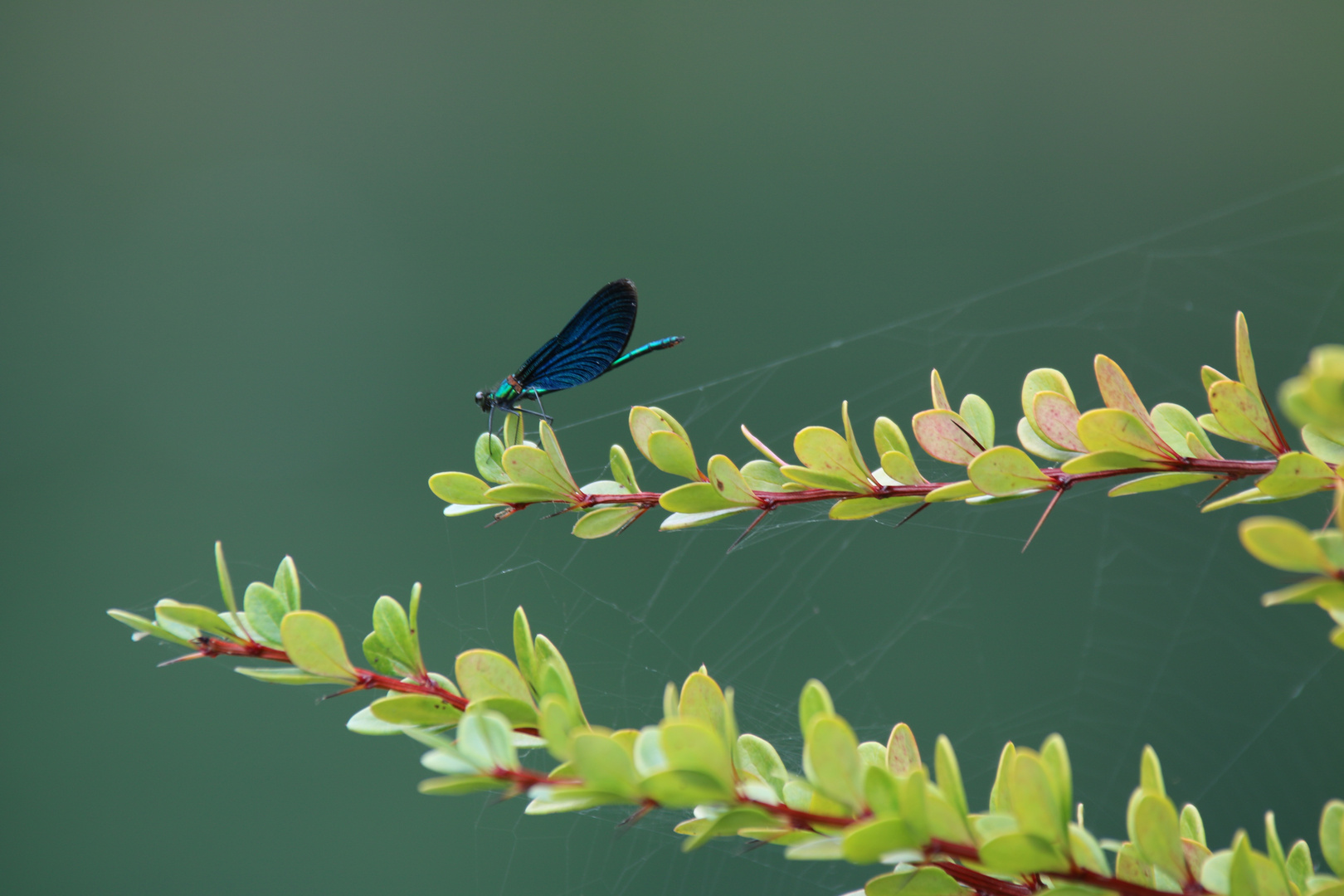 Libelle am Wasser