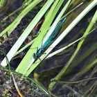 Libelle am Wasser