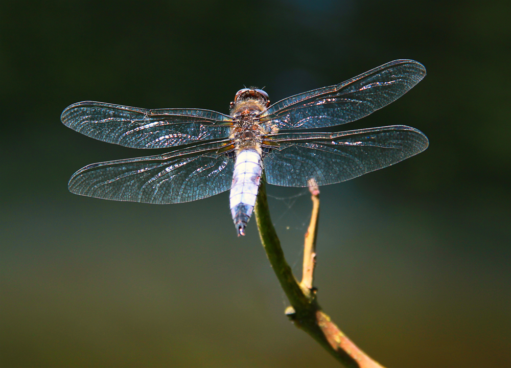 Libelle am Wasser