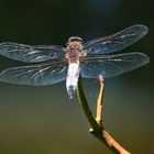 Libelle am Wasser