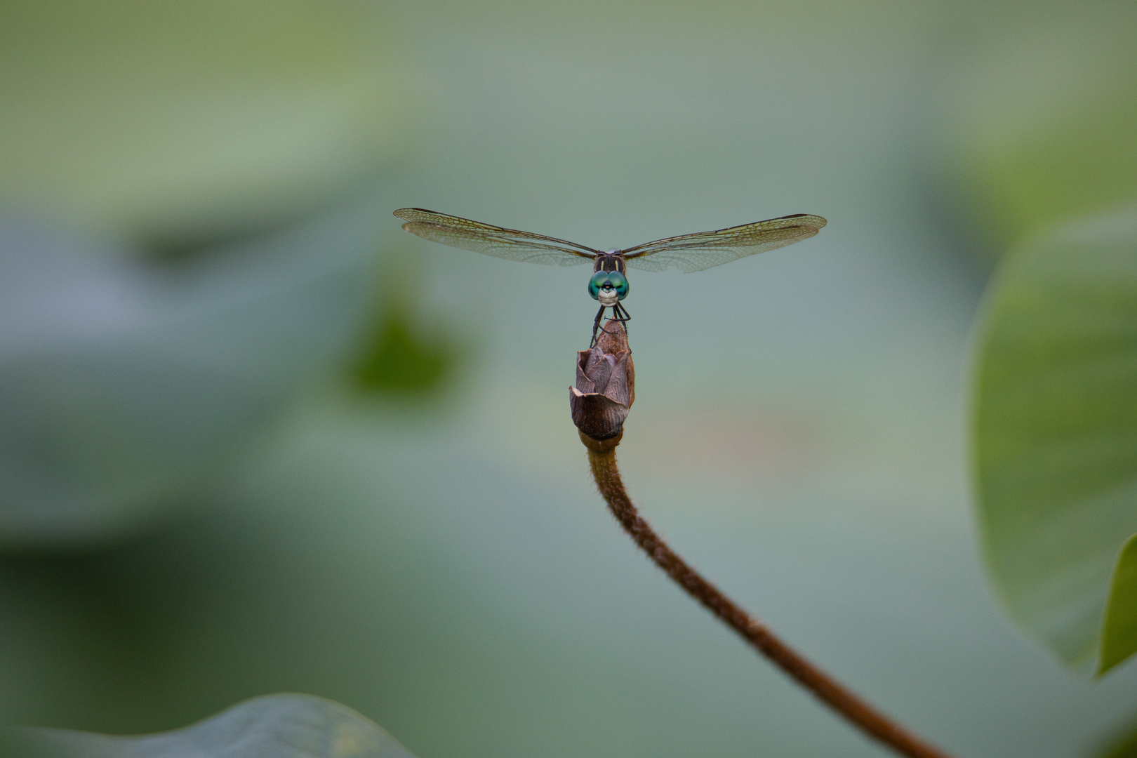 Libelle am Wasserbecken