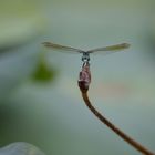 Libelle am Wasserbecken