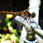 Libelle am Wasserhahn
