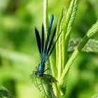 LIbelle am Wasserstrassenrand in MV