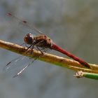 Libelle am Wassertümpel Schmittenhöhe Koblenz