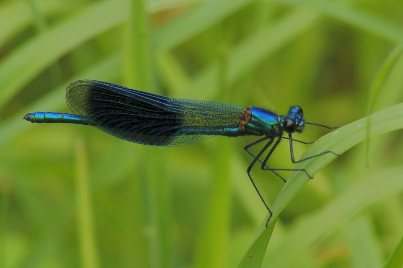 libelle am wegesrand